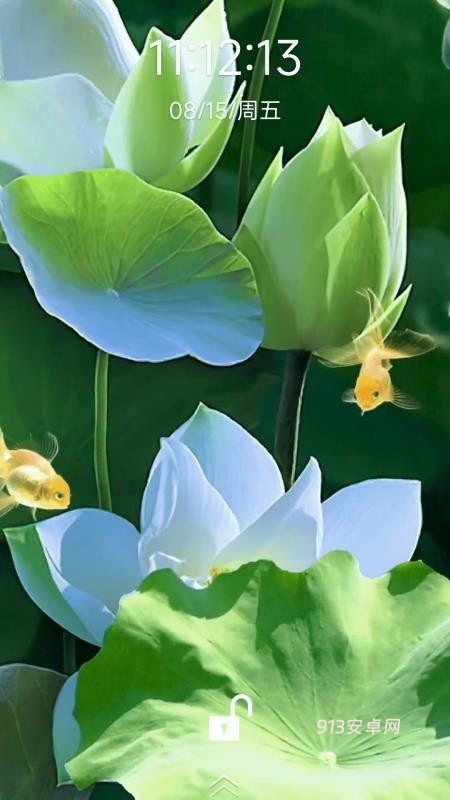 荷花锦鲤壁纸